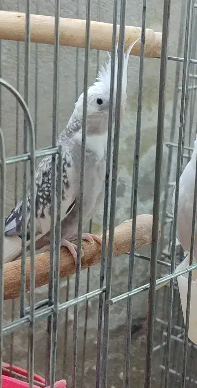 عروس هلندی ماده ابلغ آلبینو،وایت،ابلغ|پرنده|شیراز, سلطان آباد|دیوار