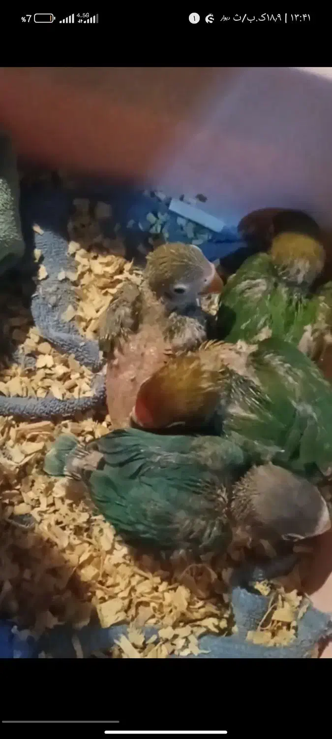 جفت مولد عروس هلندی و طوطی برزیلی|پرنده|باقرشهر, |دیوار