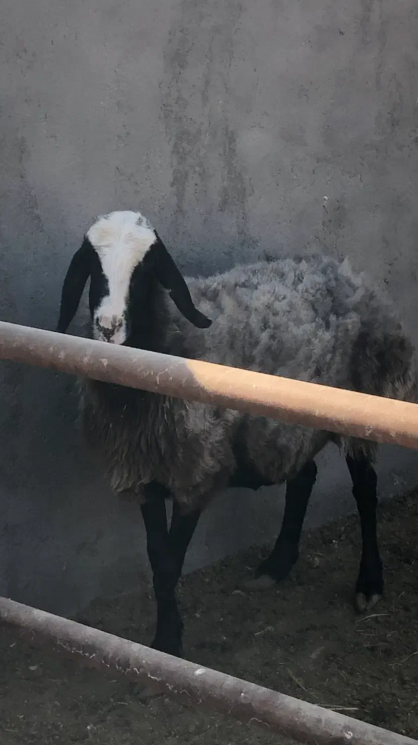 شیشک میش ابستن چالی(بره بزغاله)گوسفند|حیوانات مزرعه|جعفرآباد, |دیوار