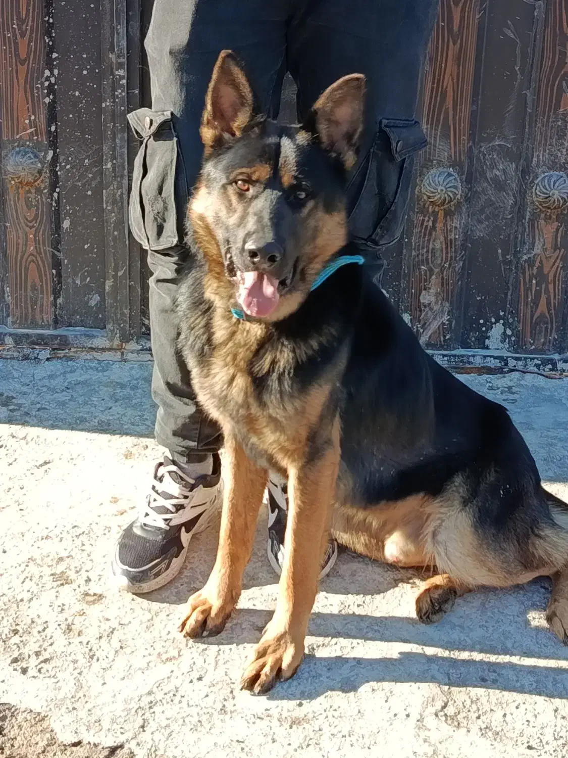 ژرمن|سگ|بندر انزلی, پیل علی باغ|دیوار