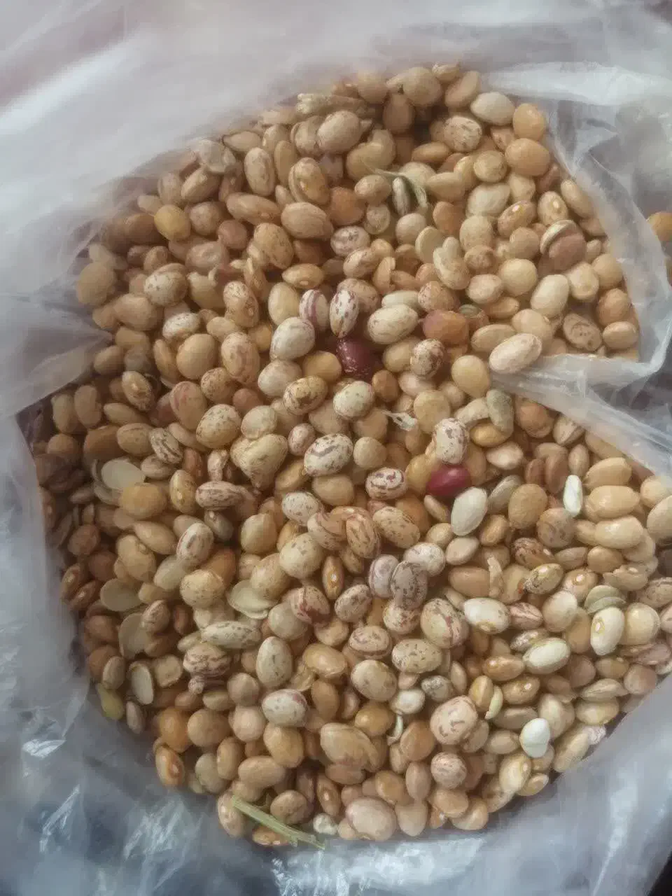 لوبیا چیتی|خوردنی و آشامیدنی|معصومیه, |دیوار