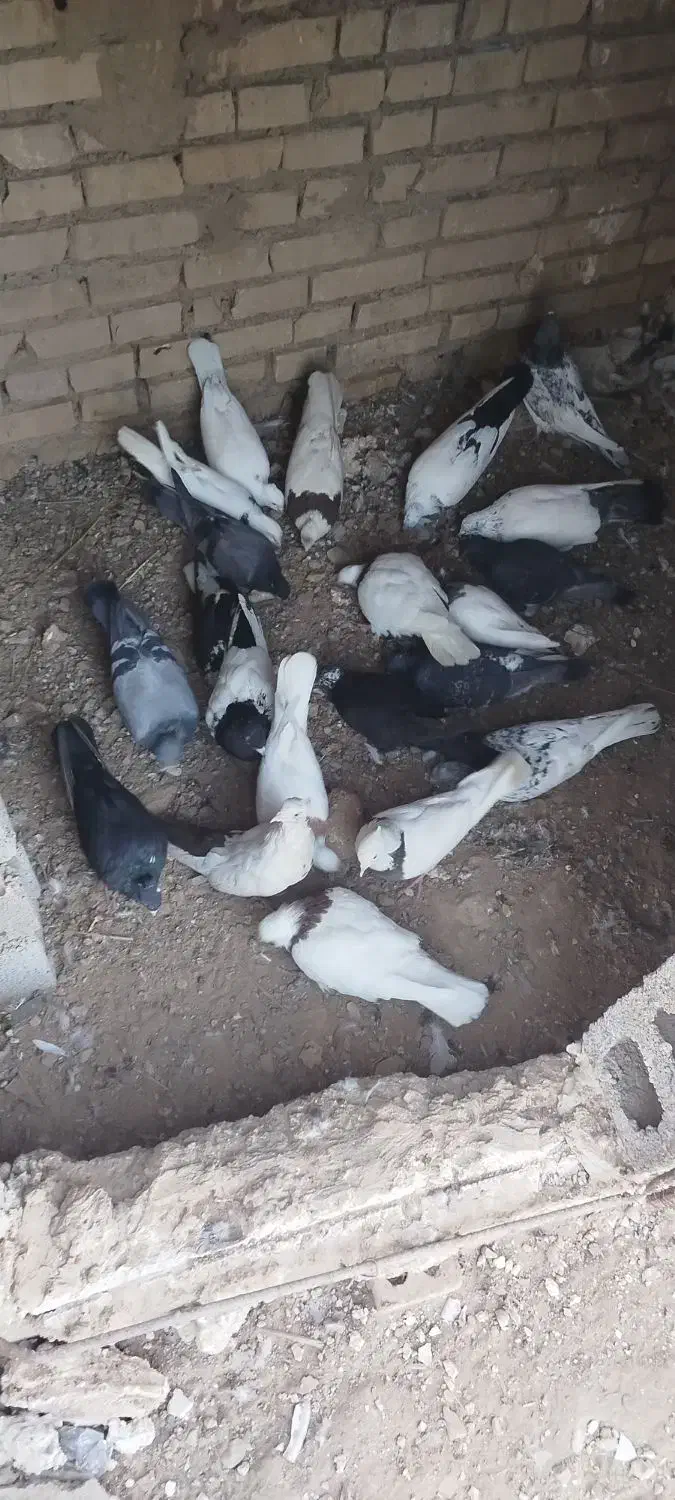 کبوتر فروش|پرنده|کارون, |دیوار