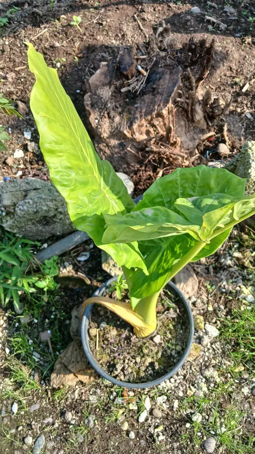 گل بابا ادم|گل و گیاه طبیعی|خمام, |دیوار