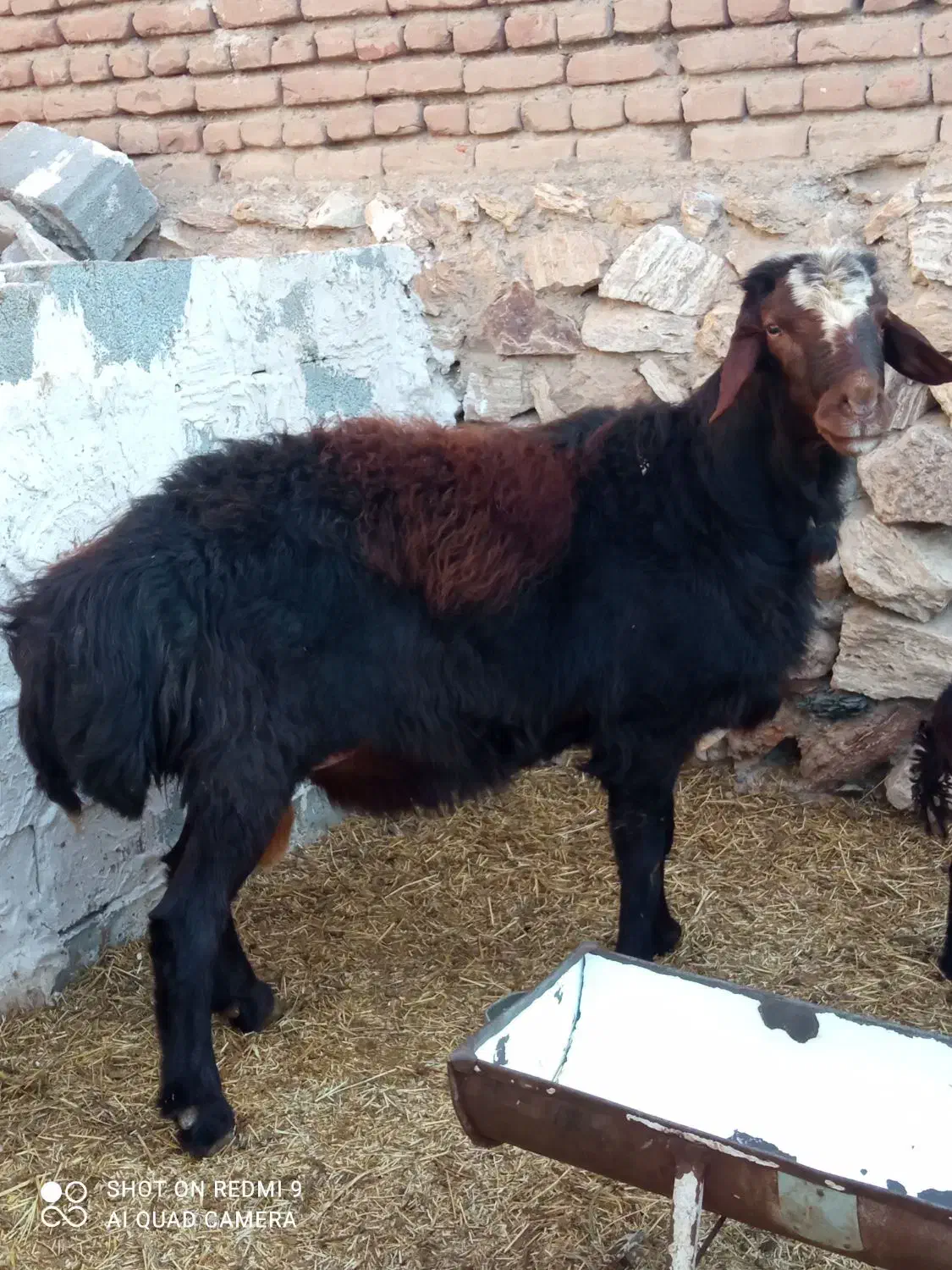 یک راس قوچ قزل افشار|حیوانات مزرعه|بناب, |دیوار