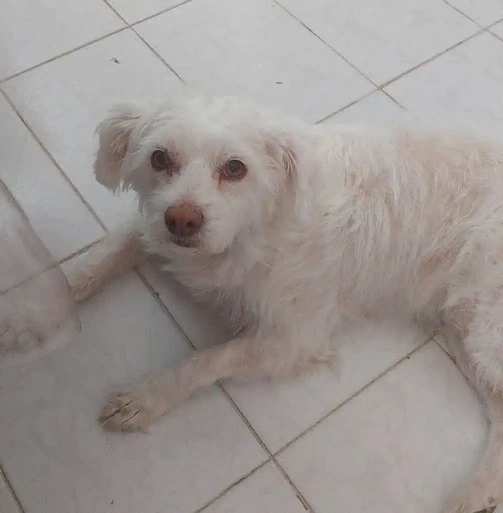 واگذاری سگ خونگی|سگ|اصفهان, سپاهانشهر|دیوار