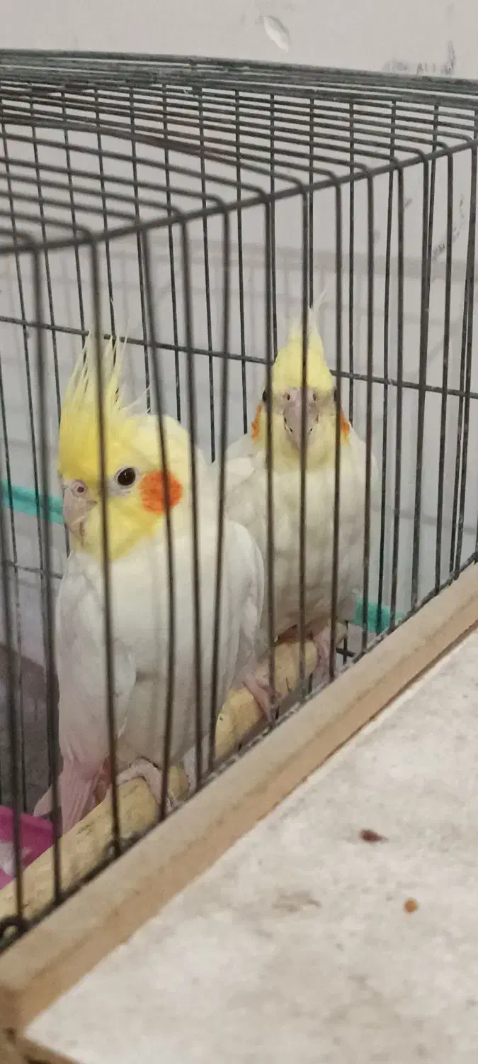 پرنده|پرنده|اهواز, کوی مهدیس|دیوار