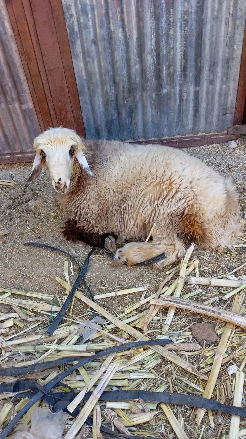 ۲۸۰۰۰۰۰۰۰۰|حیوانات مزرعه|پاسارگاد, |دیوار