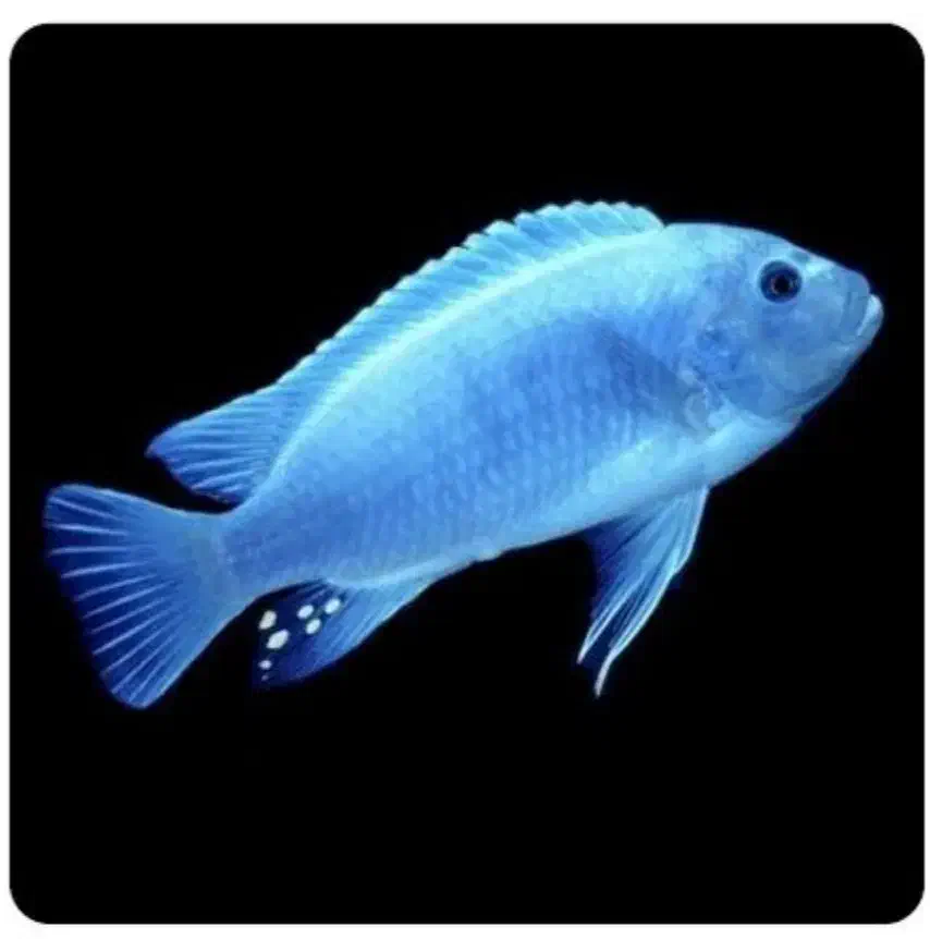 ماکرو مولد|ماهی|اهر, |دیوار