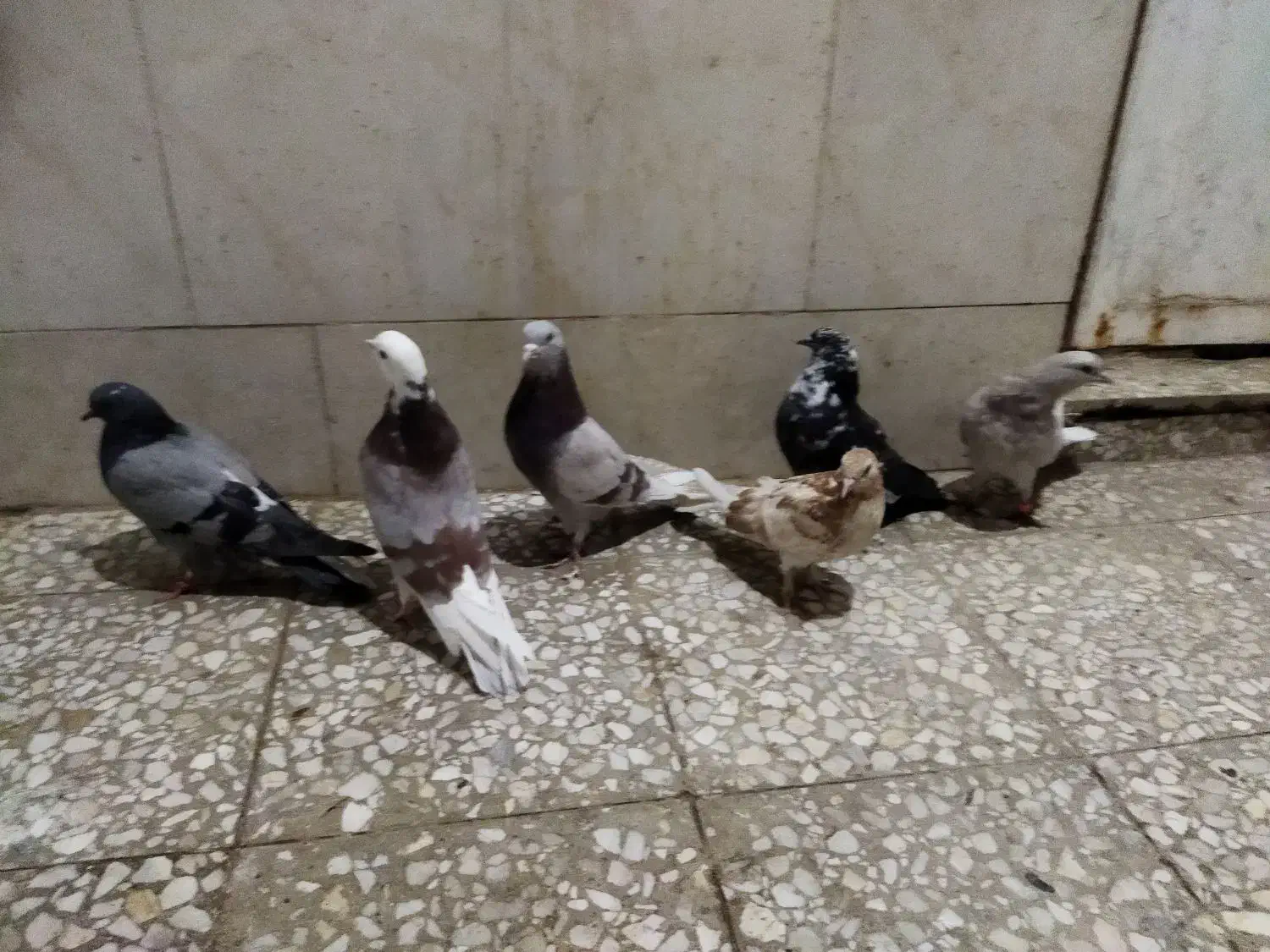 ۶کفترگرفتنی|پرنده|قم, نوبهار|دیوار