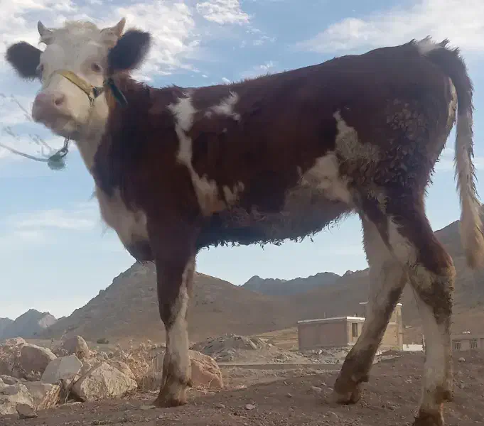 گوساله ماده سیمینتال شرابی|حیوانات مزرعه|بیستون, |دیوار