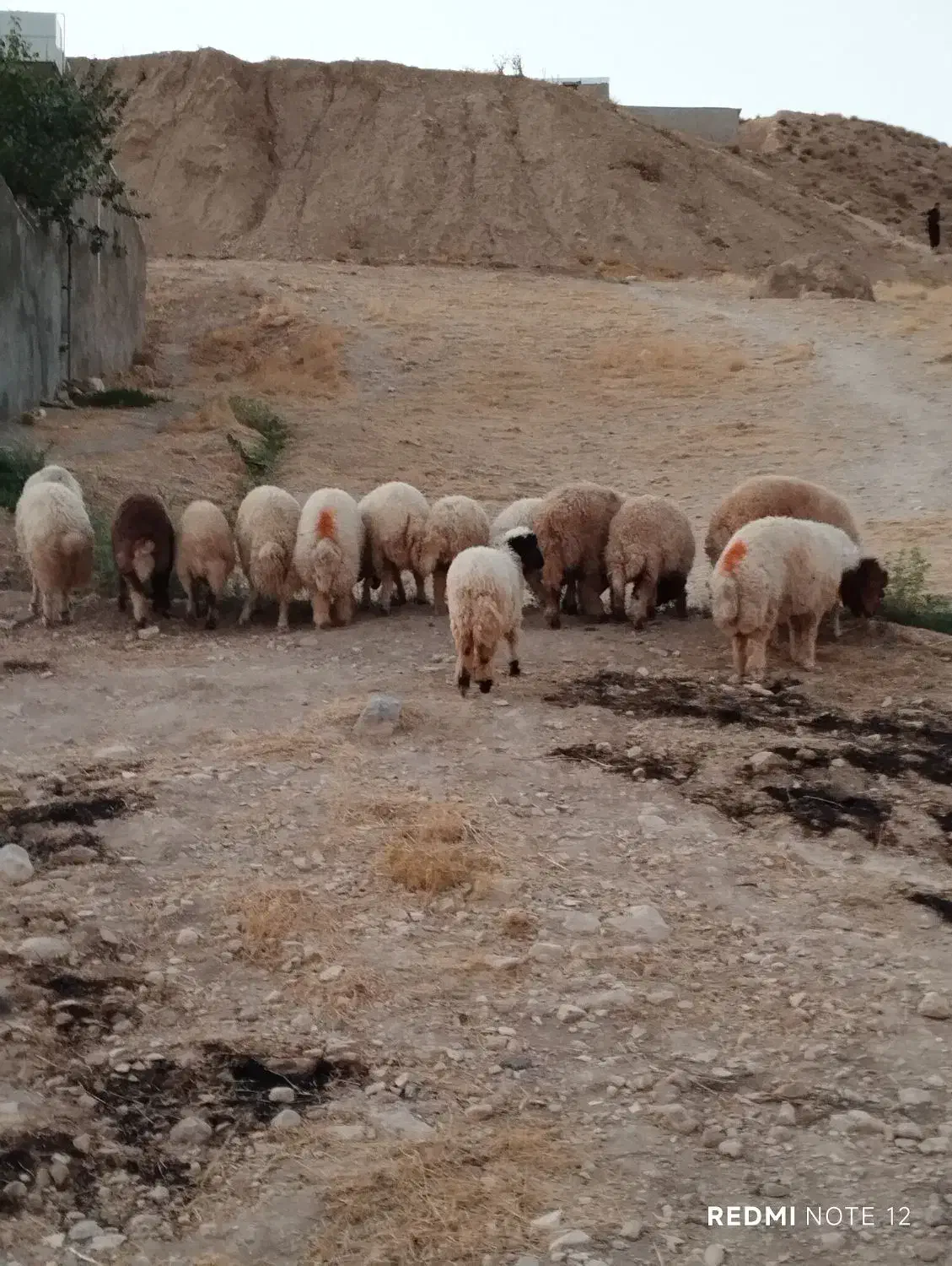 بره|حیوانات مزرعه|سیوان, |دیوار