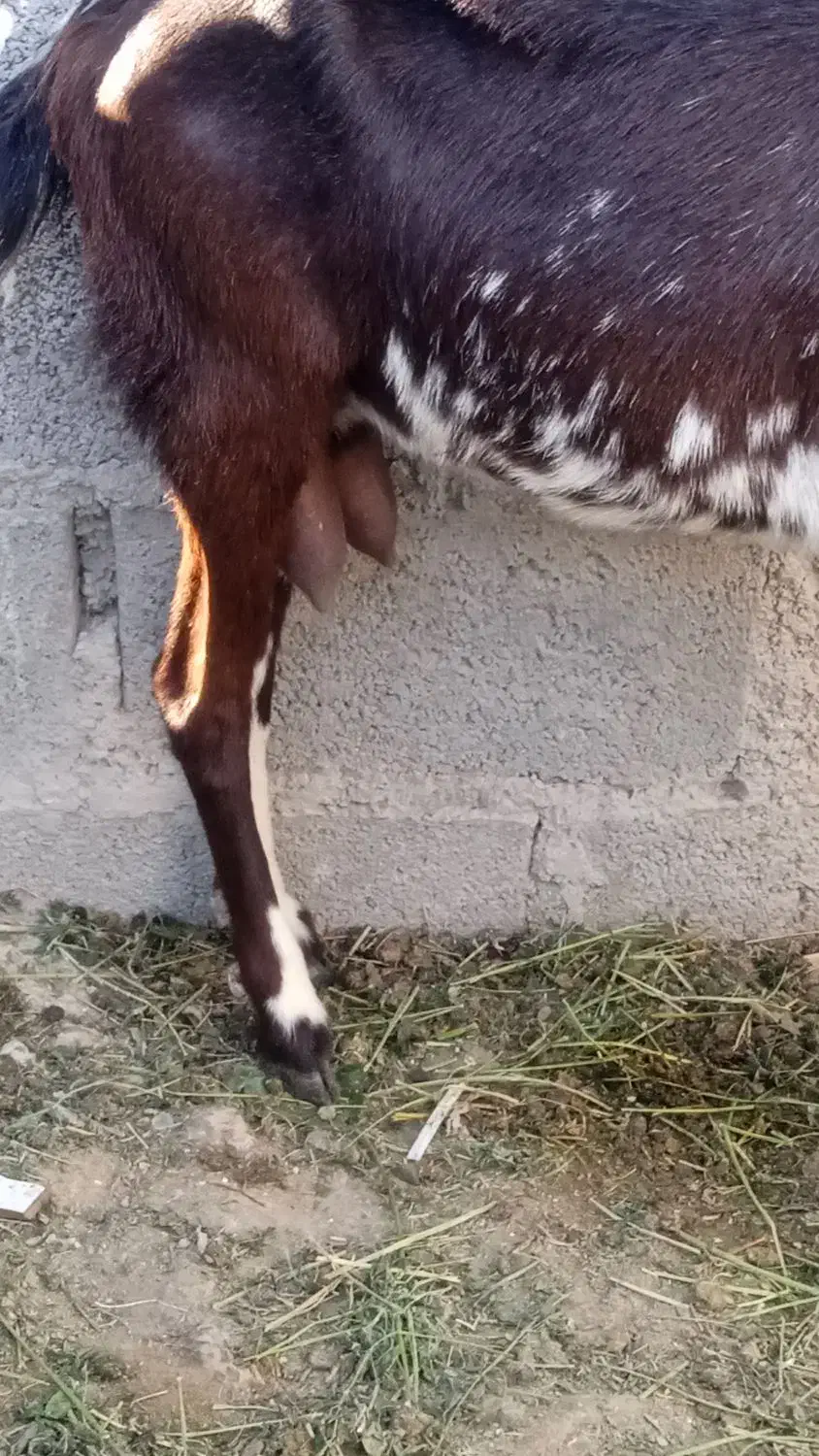 بزپنجاب دورگ آپس بز محلی شیری|حیوانات مزرعه|چابهار, |دیوار