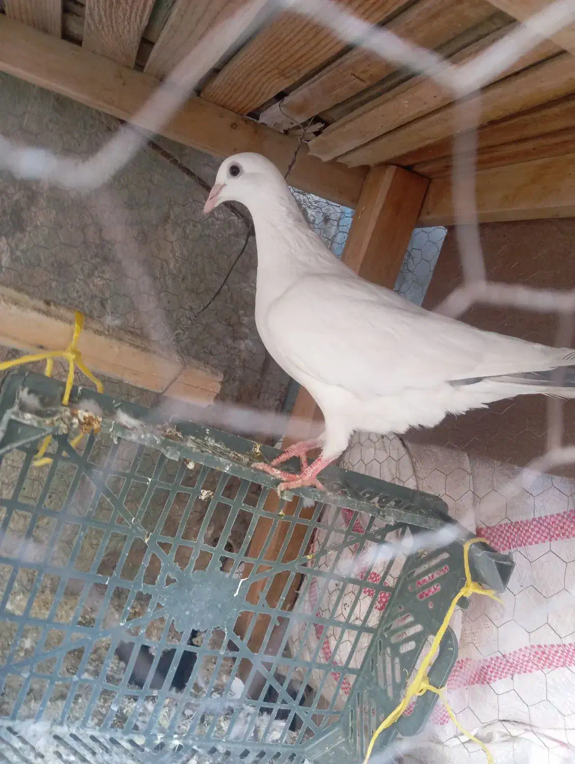 کبوتر|پرنده|زابل, |دیوار