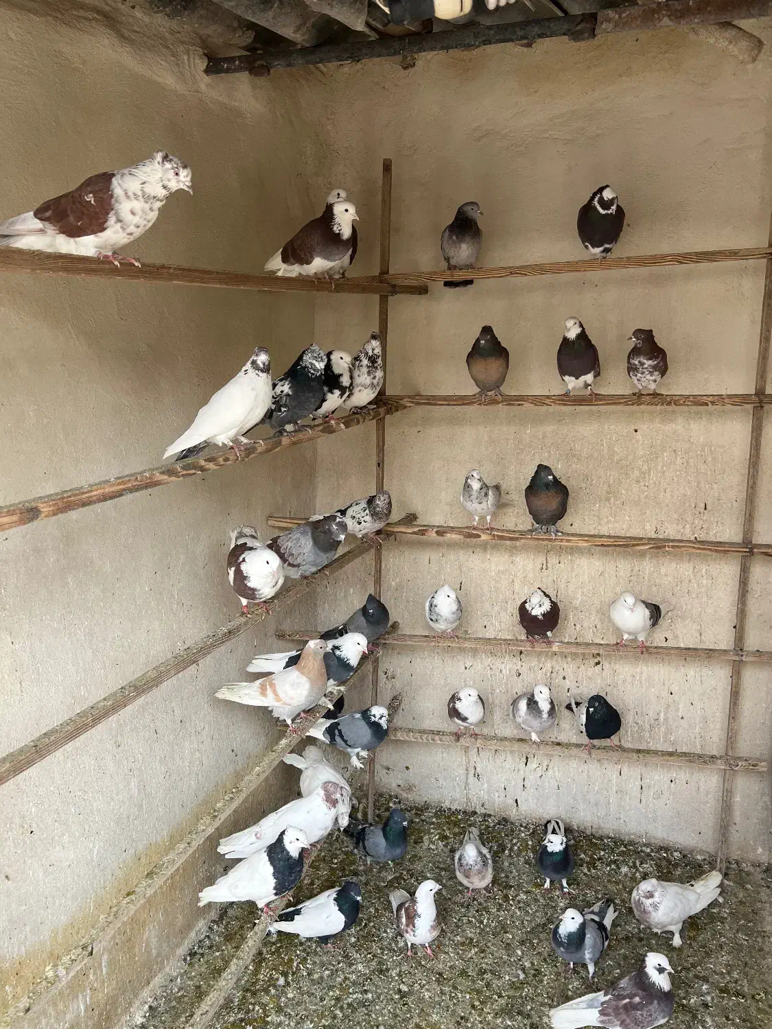 ۴۰تا کفتر پرشی خال زیبا|پرنده|اسلام‌شهر, ایرین|دیوار