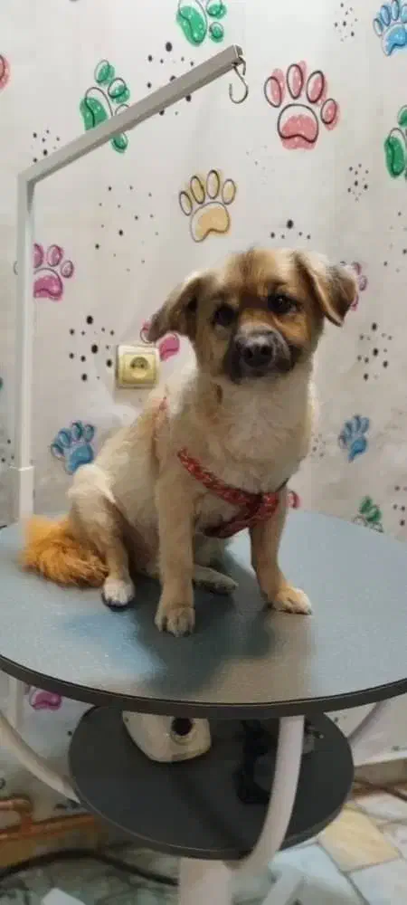 واگذاری رایگان|سگ|کرج, حیدرآباد|دیوار