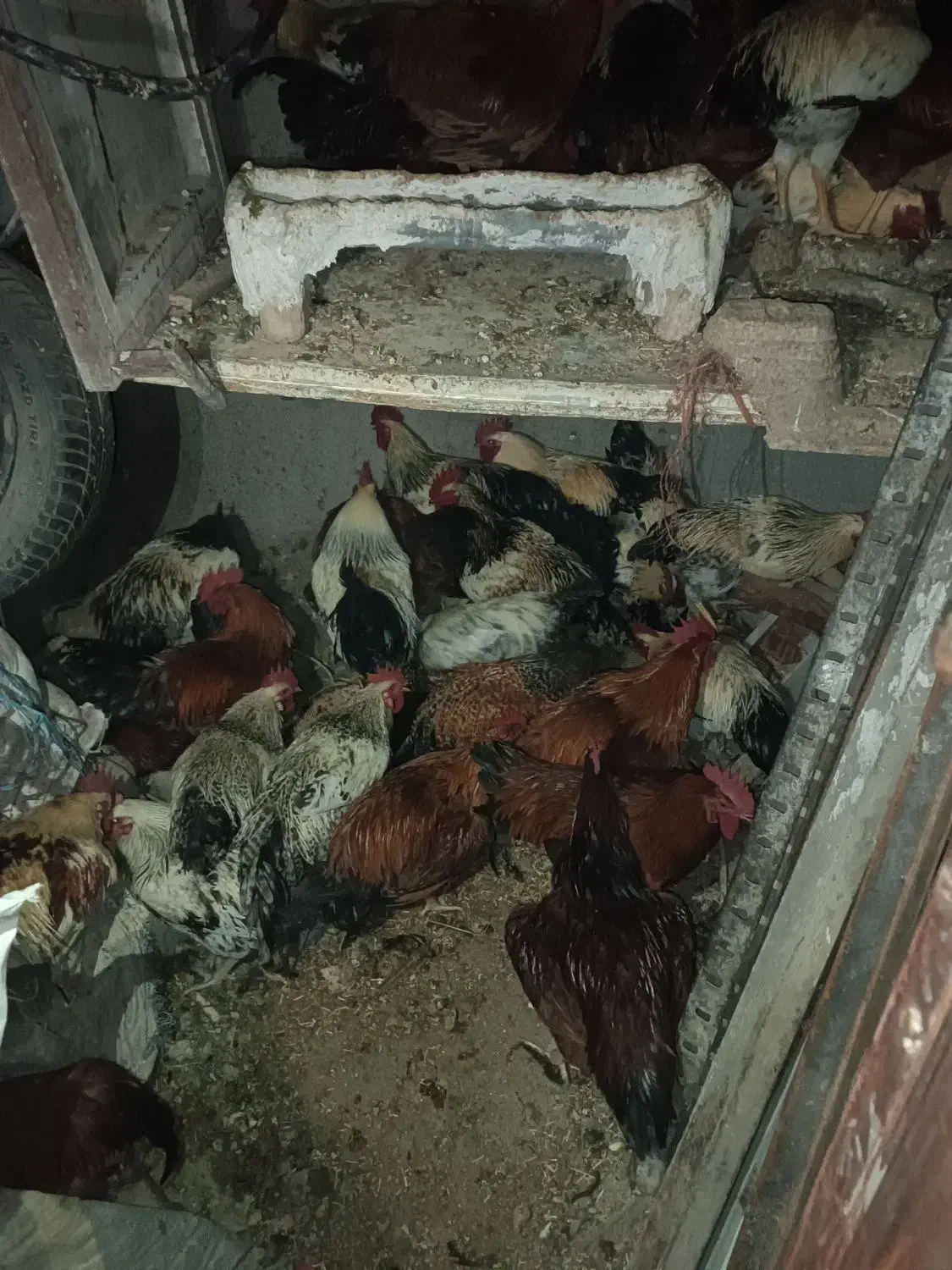 خروس محلی|حیوانات مزرعه|هشتگرد, شهرک وحدت|دیوار