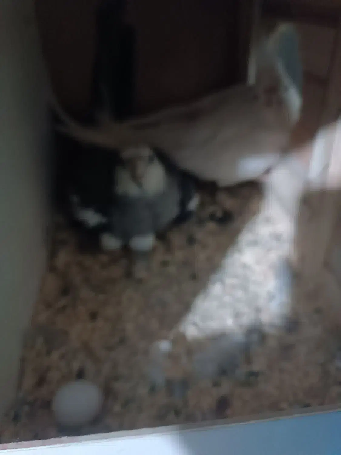 جفت عروس هلندی|پرنده|تهران, نازی‌آباد|دیوار