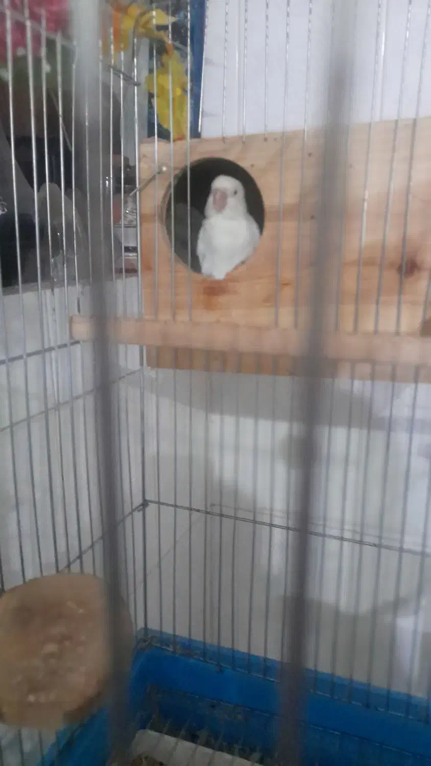 ِیه جفت کوتوله برزیلی سفیدنروماده|پرنده|شیراز, محراب|دیوار