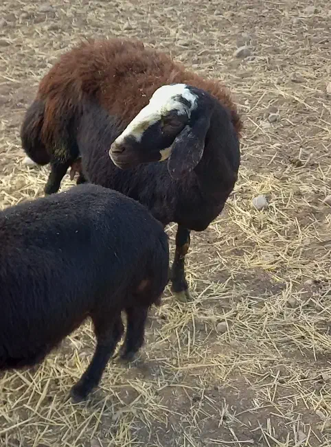 شیشک کله سفید یه دندون|حیوانات مزرعه|زاغه, |دیوار