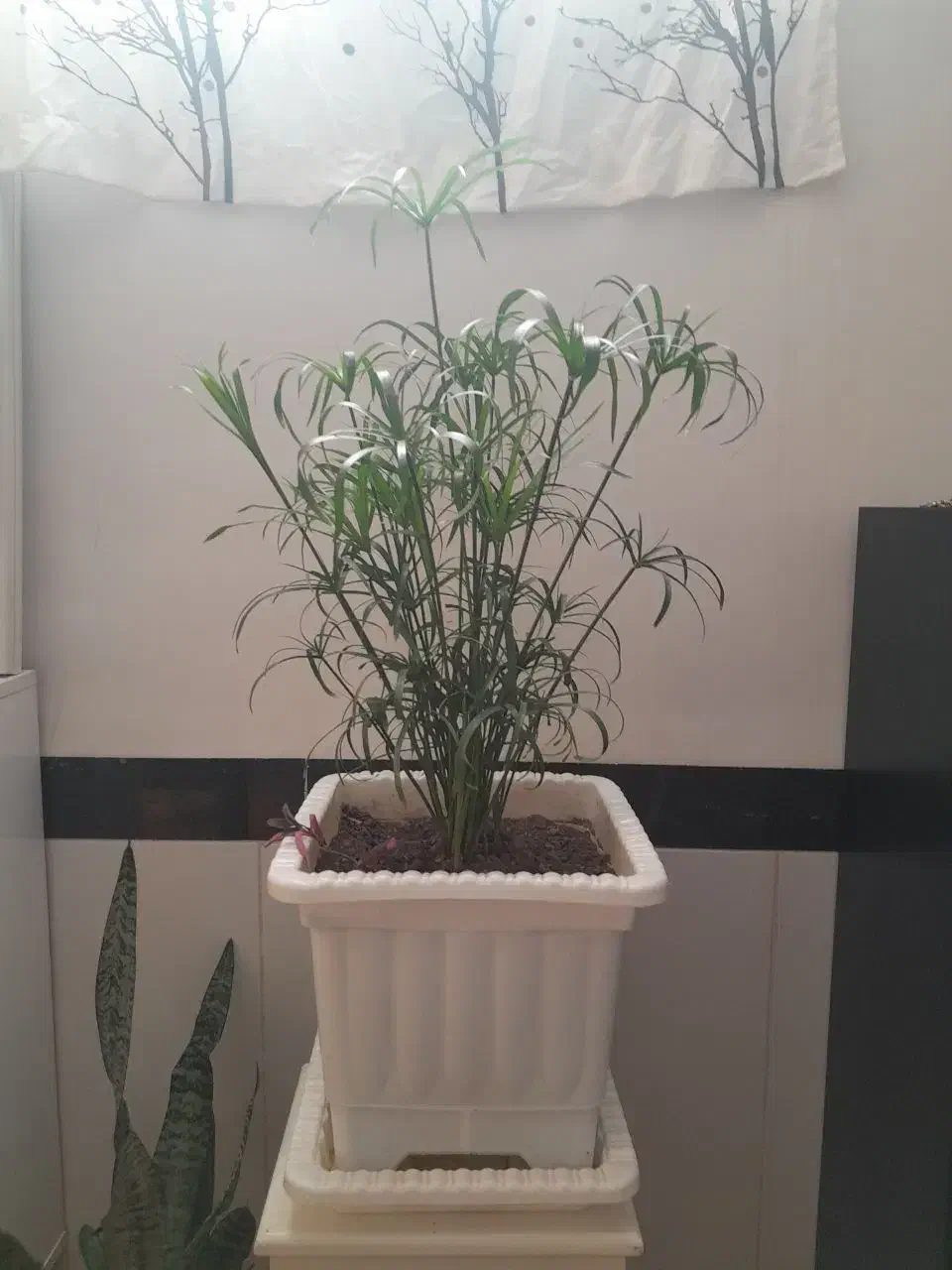 گلدان|صنایع دستی و سایر لوازم تزئینی|میانه, |دیوار