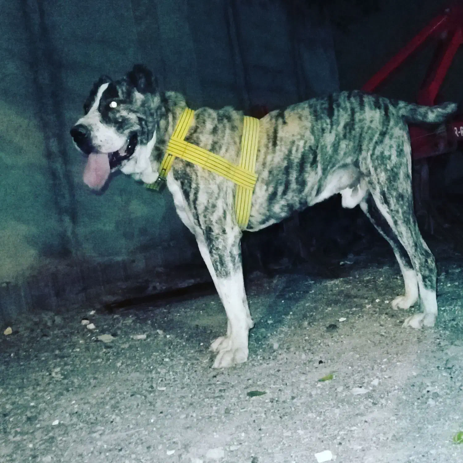 واگذاری سگ الابای|سگ|مشهد, شمس آباد|دیوار