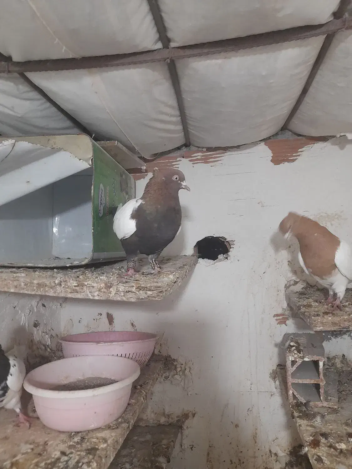 کفتر سینه کله سیاه همه جفتی|پرنده|شیروان (خراسان), |دیوار