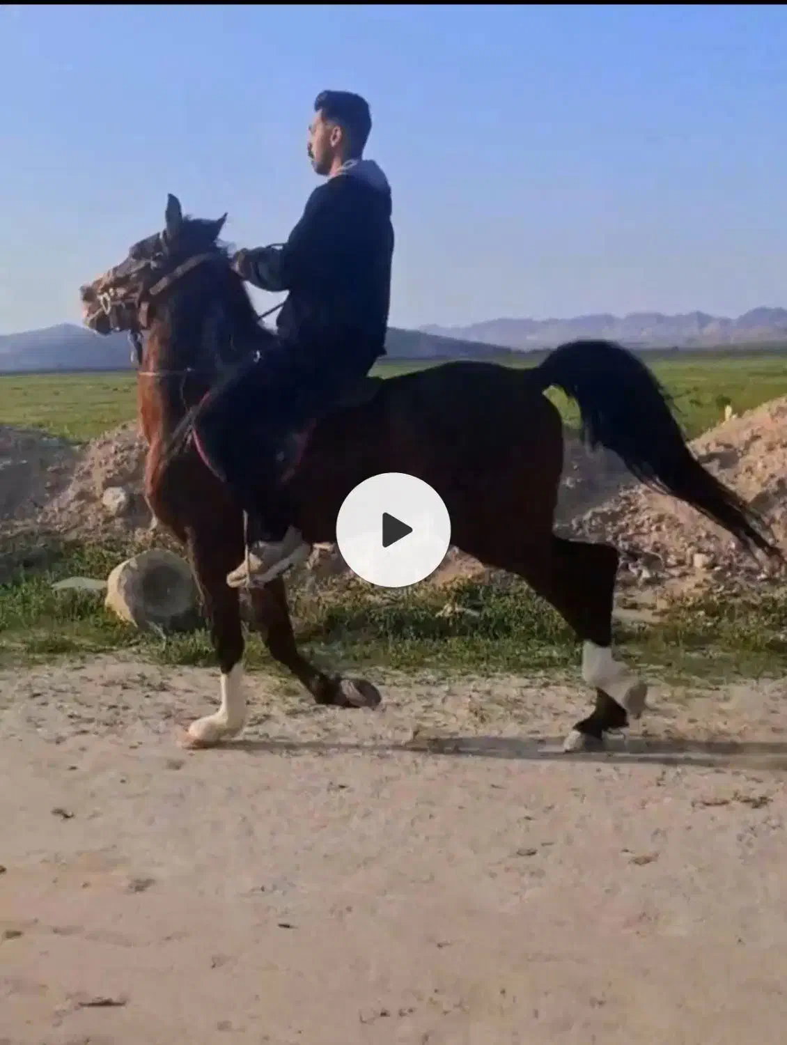 اسب|اسب و تجهیزات اسب‌سواری|لار, |دیوار