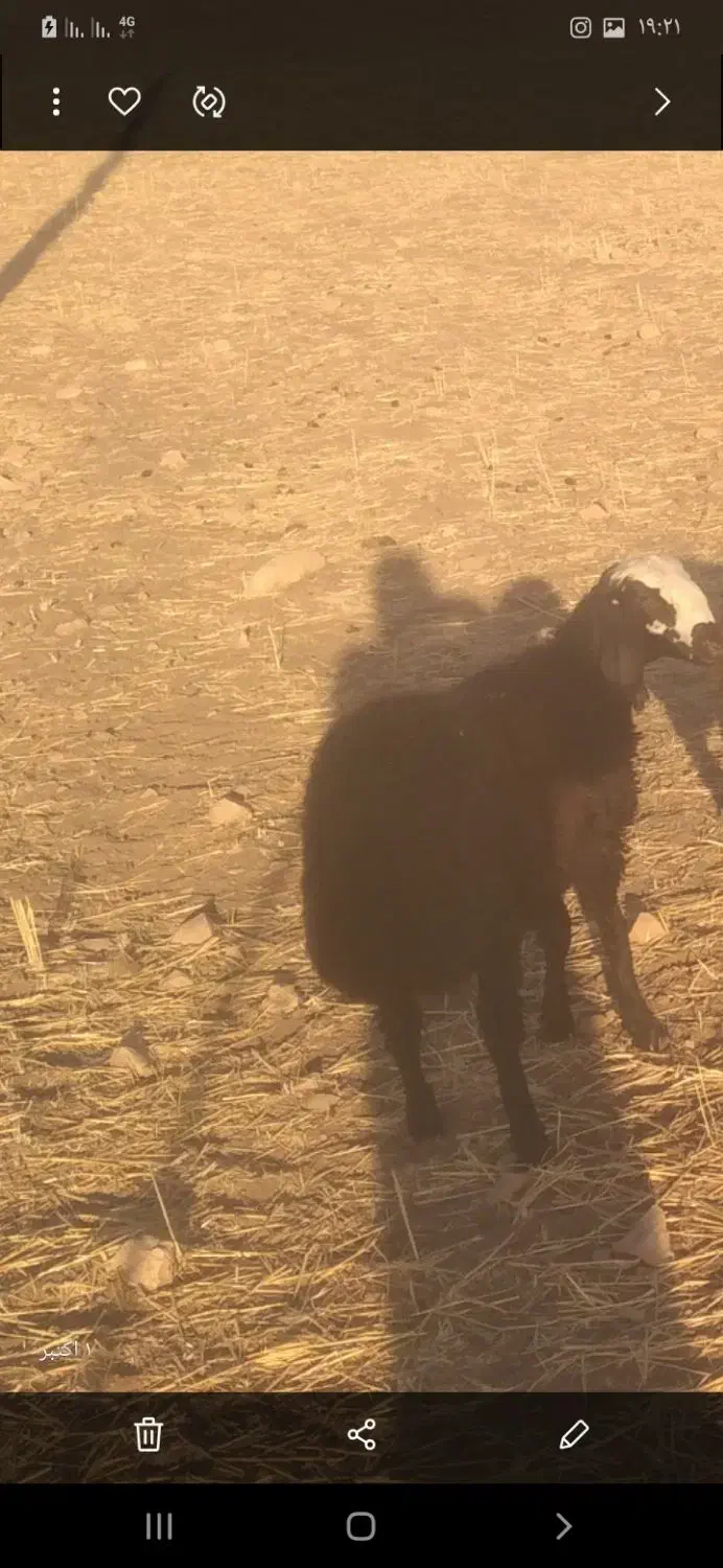 حیوانات مزرعه|حیوانات مزرعه|کوهدشت, |دیوار