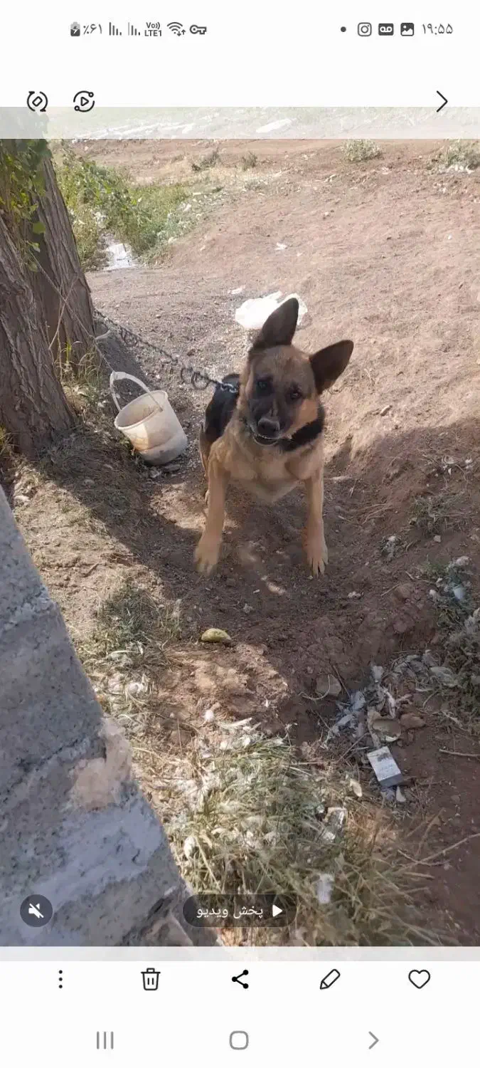 سگ پلیس نژاد آلمانی ژرمن|سگ|امام, |دیوار