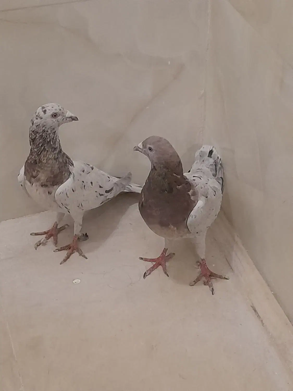 کبوتر پلاکی اصل سرور|پرنده|پاکدشت, پاکدشت (مامازند)|دیوار