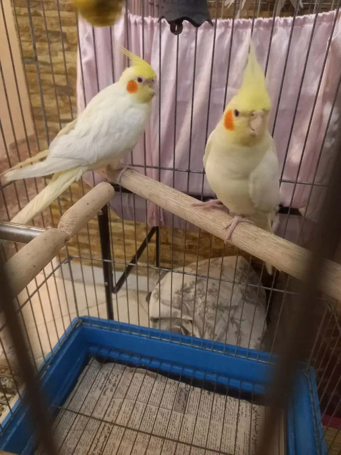 عروس هلندی لوتینو نر و ماده|پرنده|تهران, توحید|دیوار