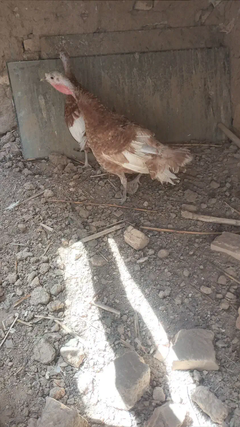 ۲تا بوقلمون ماده|حیوانات مزرعه|تاکستان, |دیوار