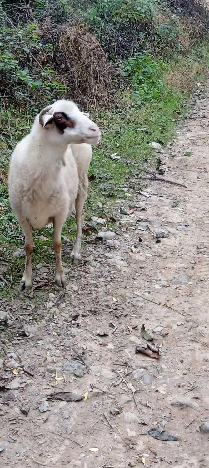 گوسفندماده سالم|حیوانات مزرعه|رحیمآباد, |دیوار