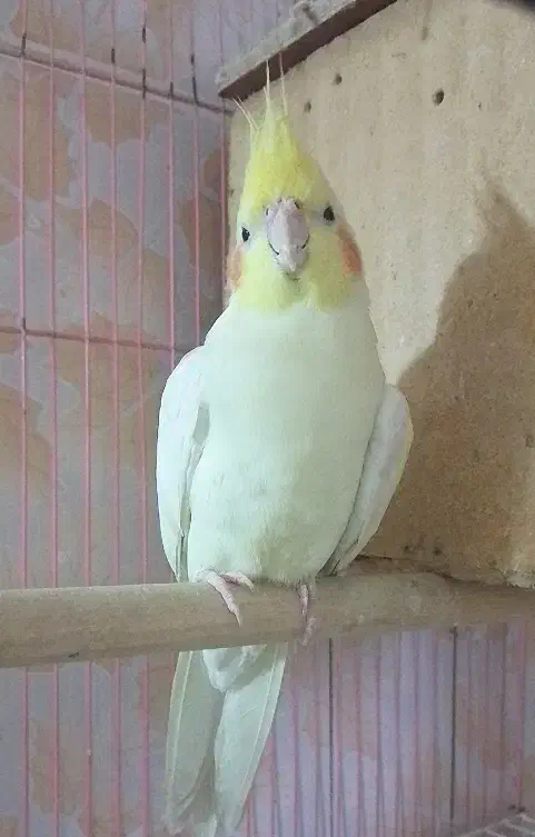 عروس هلندی 1.800|پرنده|اسلام‌شهر, مظفریه|دیوار