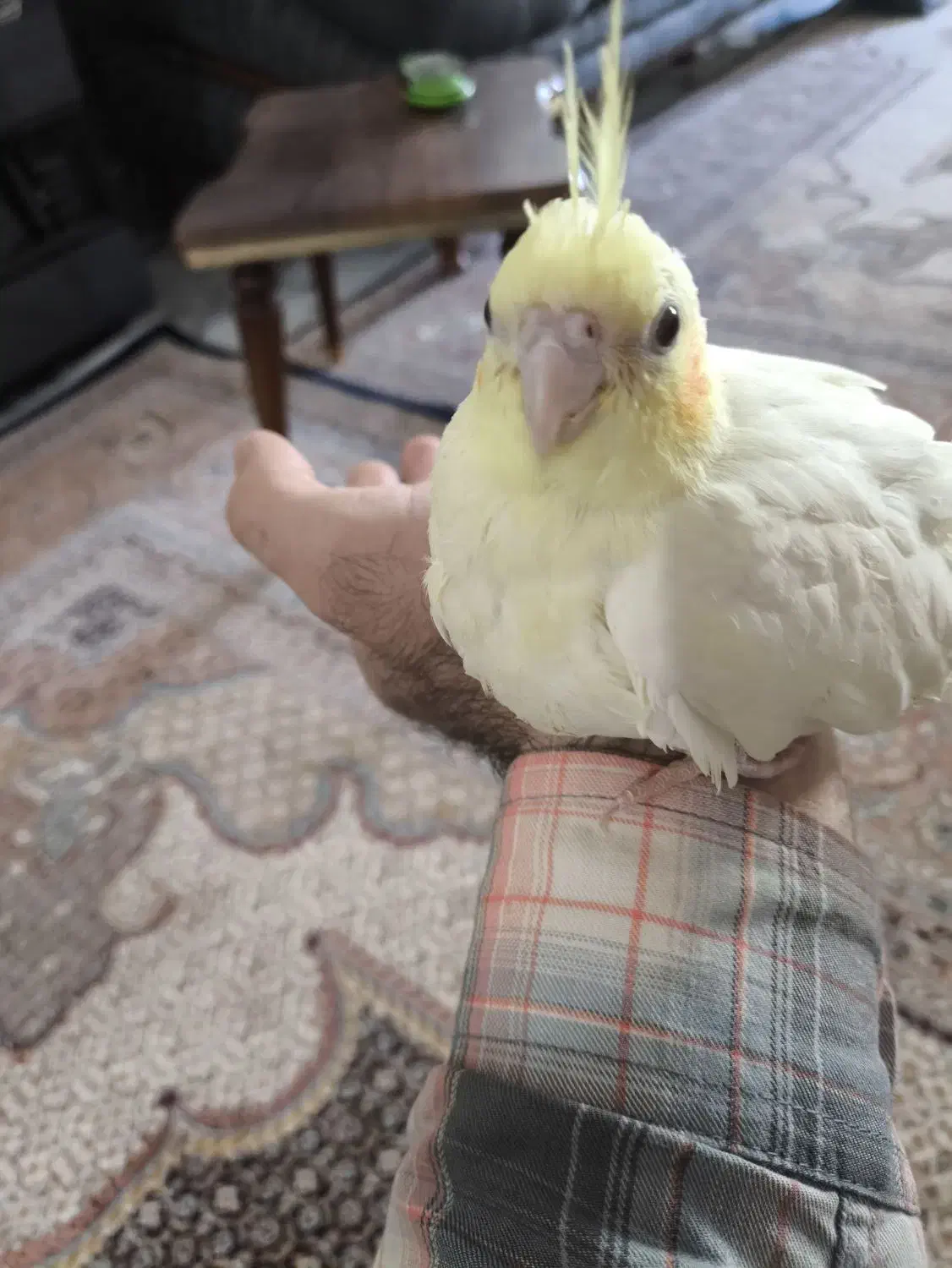 عروس هلندی لوتینو دست آموز و خانگی|پرنده|مشگین شهر, |دیوار