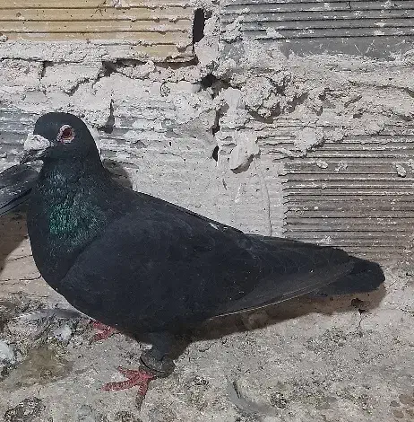 کفتر بوم|پرنده|تربت جام, کشتارگاه|دیوار