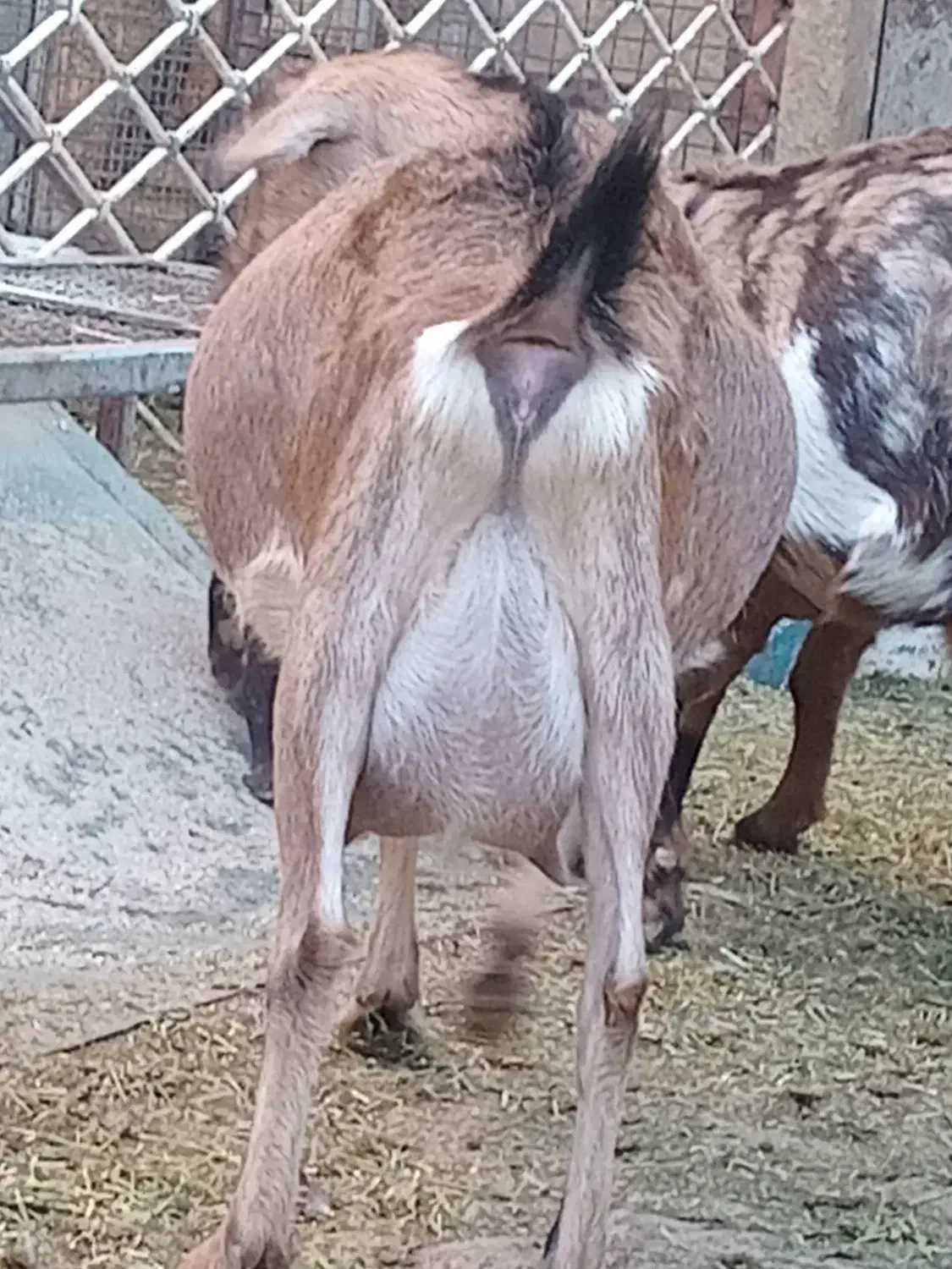 بز آلپاین با دوبزغاله ومورسیا و پاکستانی ابستن|حیوانات مزرعه|ماهان, |دیوار