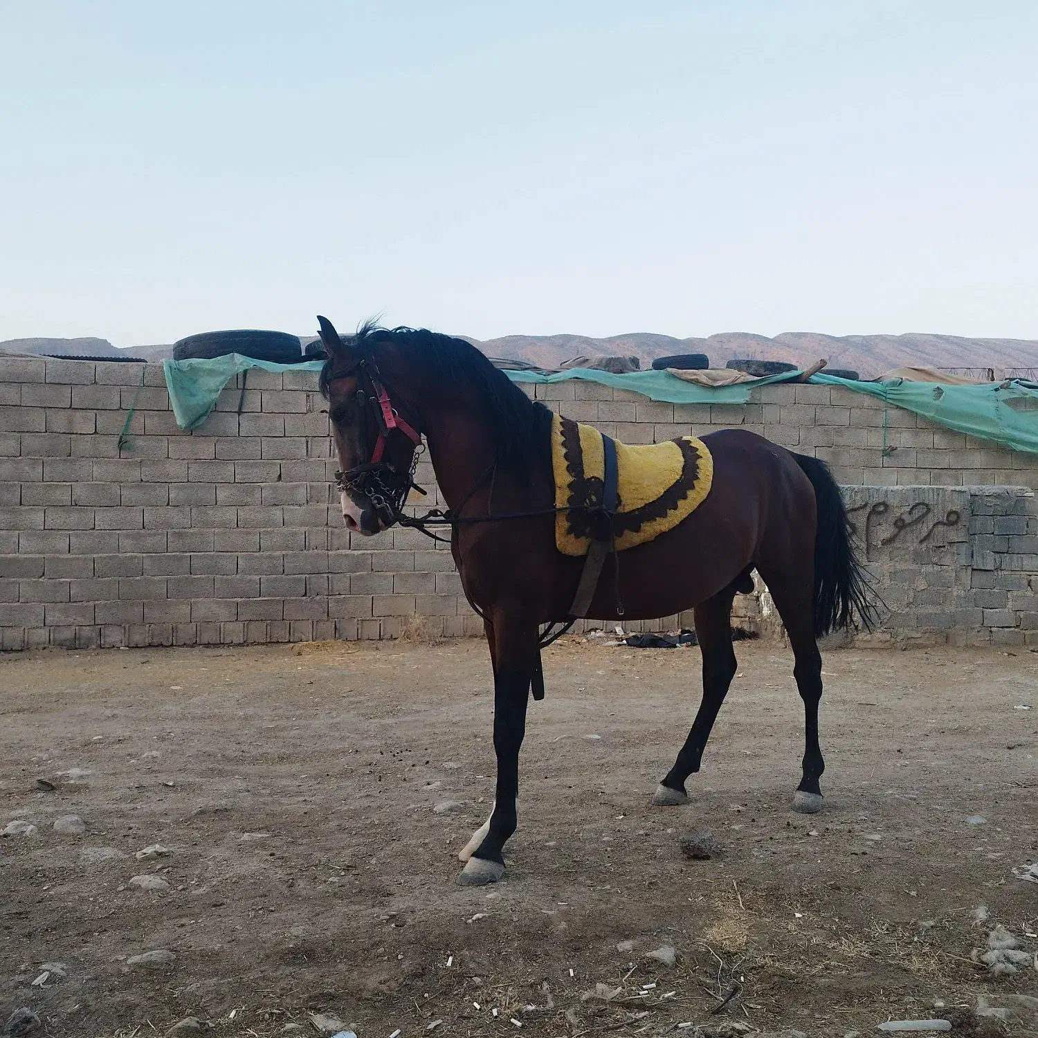 اسب نریان دره شورکره تاج معاوظه بامادیان ترکی|اسب و تجهیزات اسبسواری|شیراز, ابیوردی|دیوار