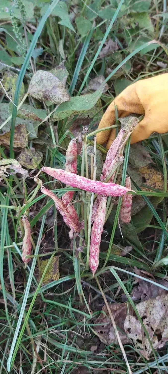 ،سبزی محلی،لوبیا چیتی،پاچ باقلا،سیر|خوردنی و آشامیدنی|رشت, کوی غلام نیا|دیوار