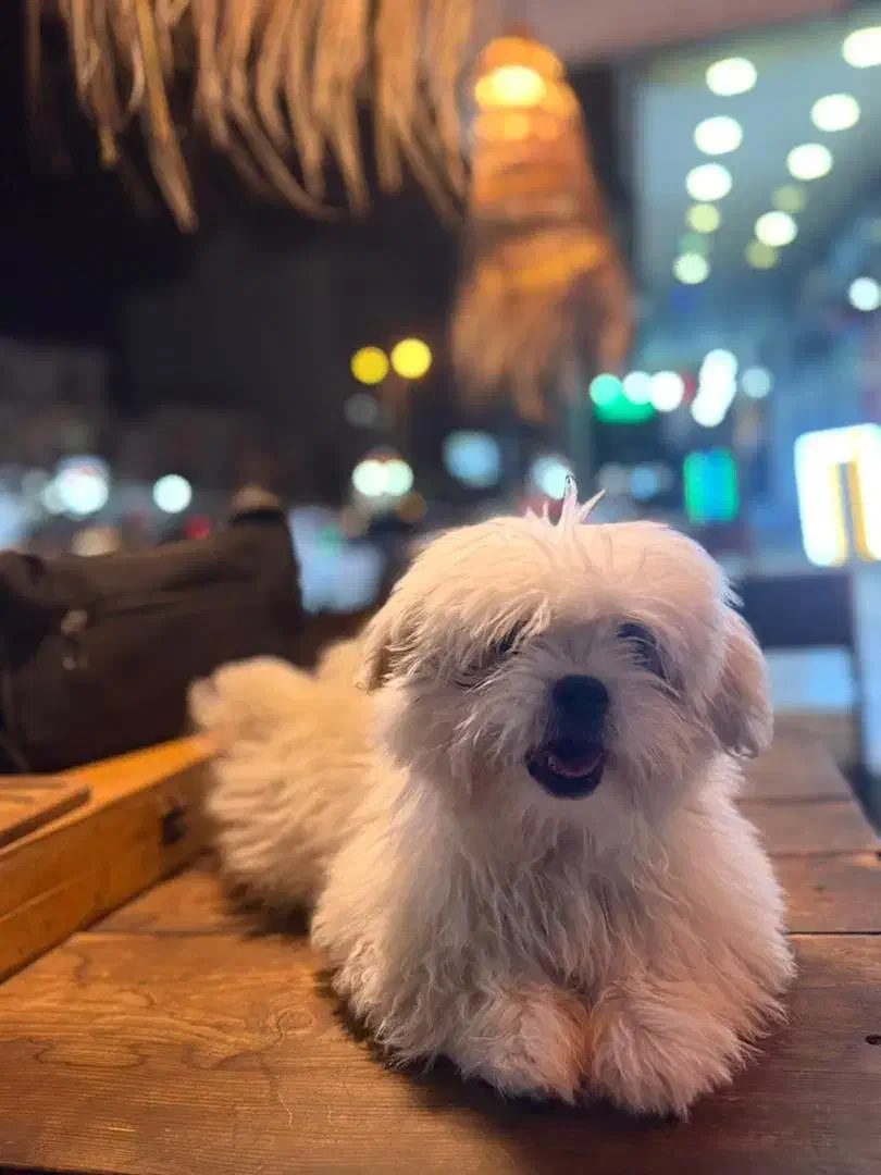 سگ شیتزو اصیل|سگ|بوشهر, |دیوار