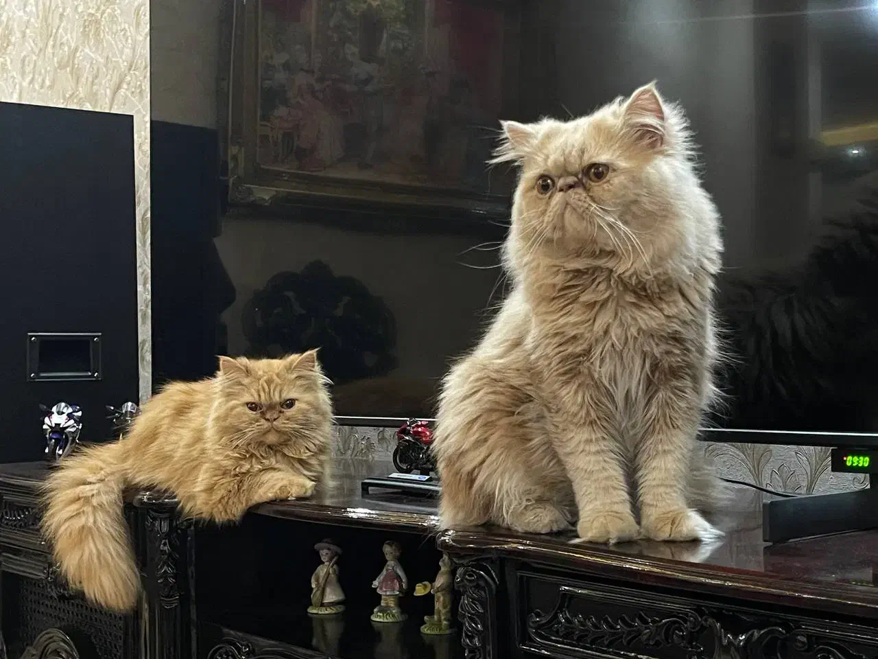 پرشین|گربه|اردبیل, |دیوار