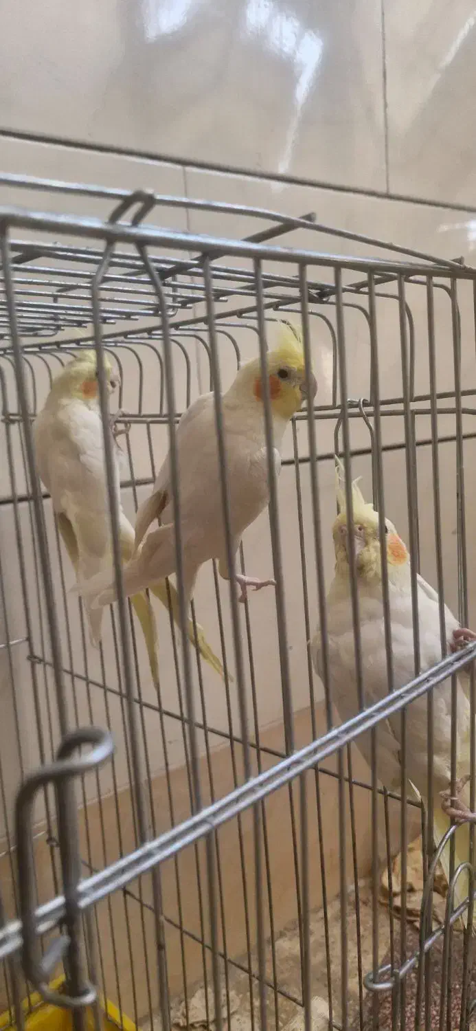 دو جفت طوطی|پرنده|بهبهان, |دیوار