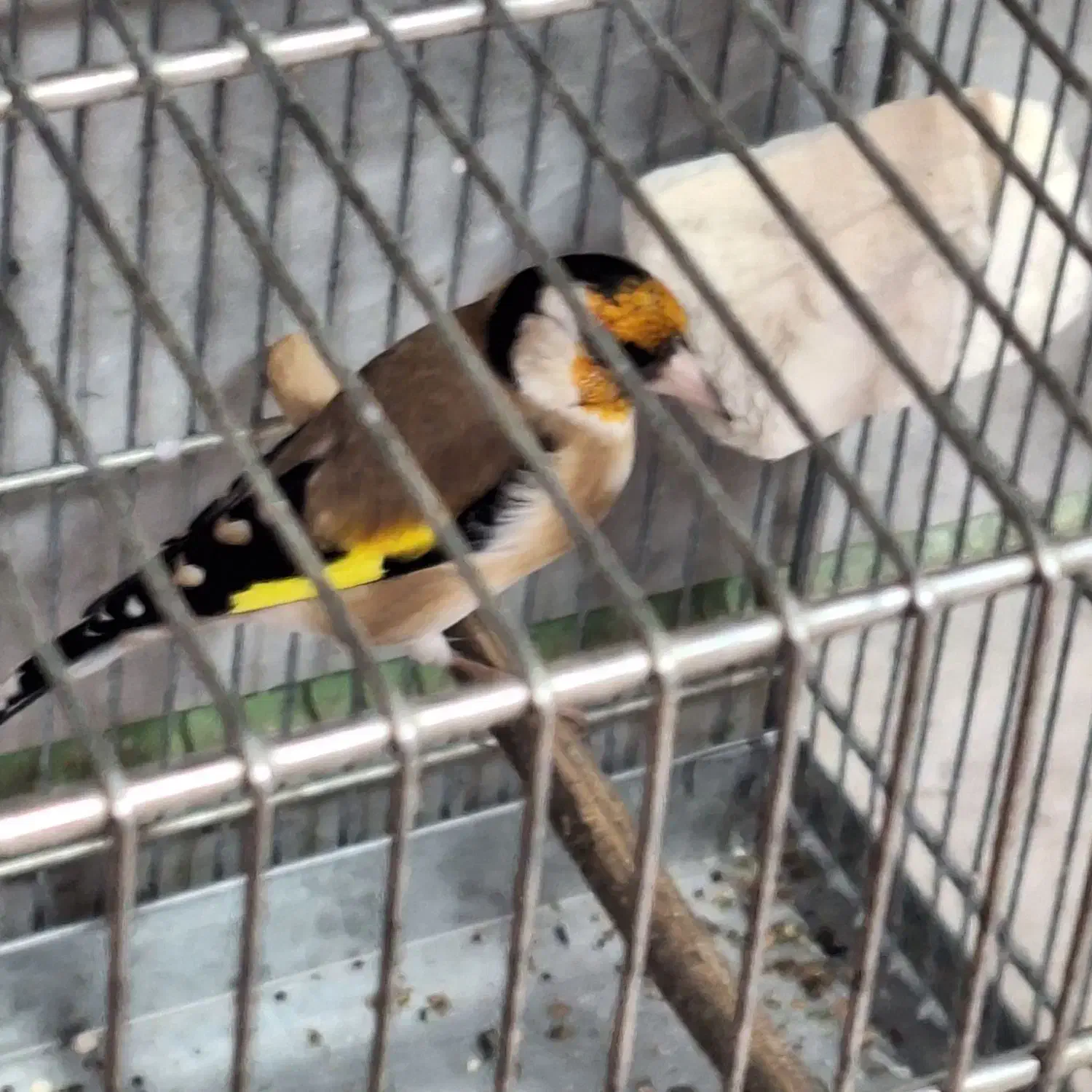 سهره جوجه قفس|پرنده|کرج, حصارک بالا|دیوار