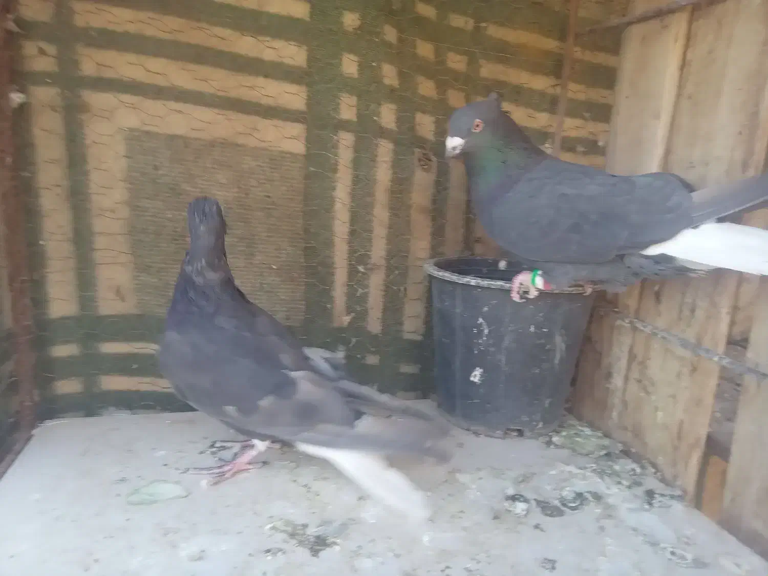 کفتر نقش|پرنده|زارچ, |دیوار