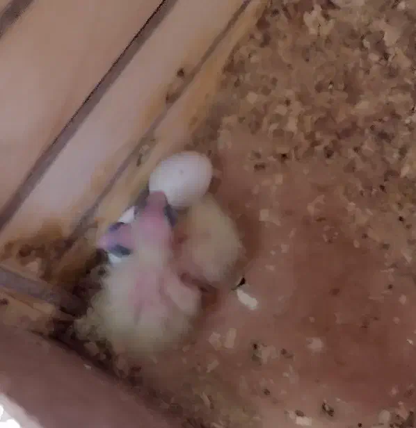 عروس هلندی مولد|پرنده|آبدانان, |دیوار