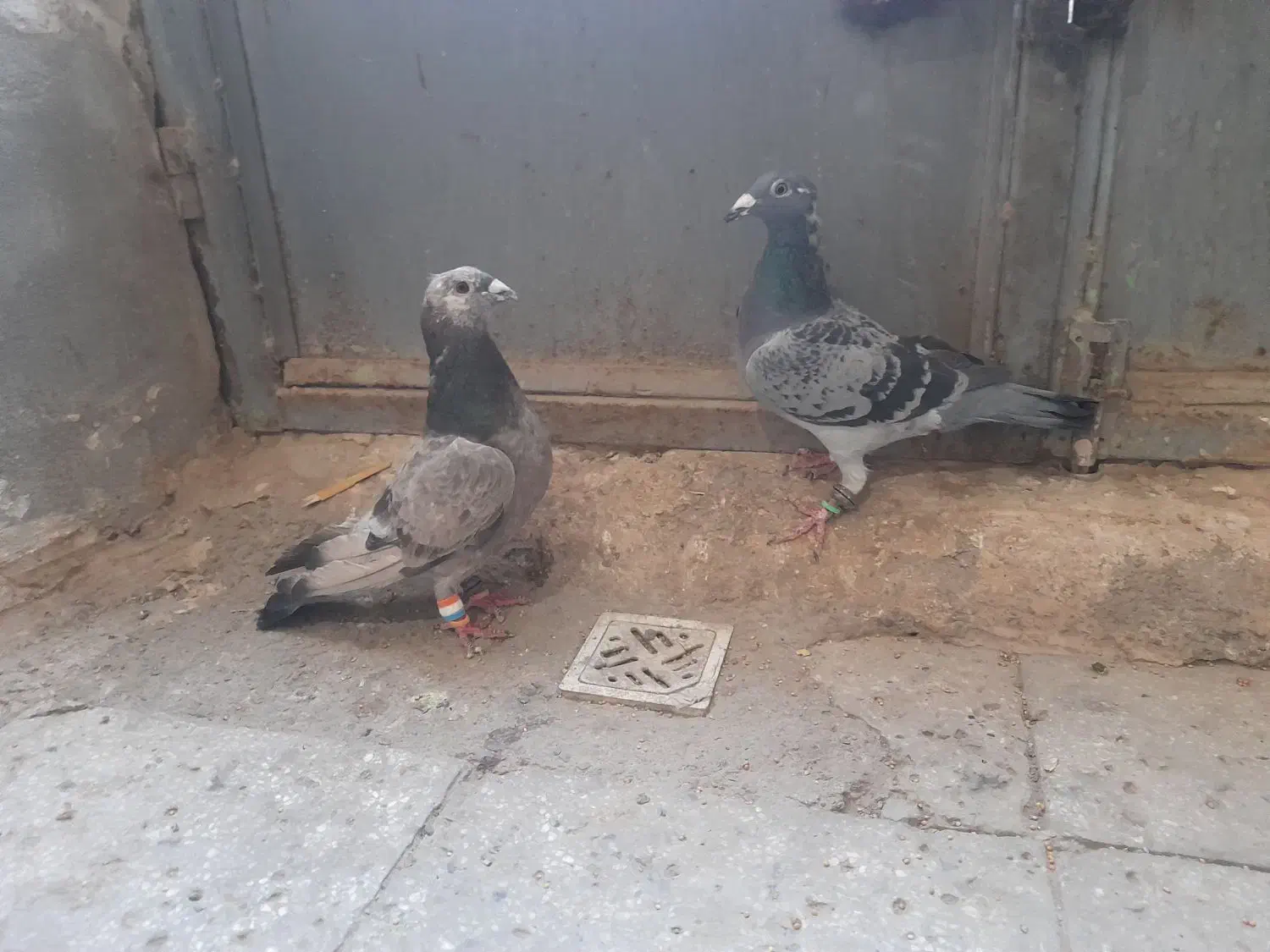 دوتا المانی پر کفچه|پرنده|بردسکن, |دیوار