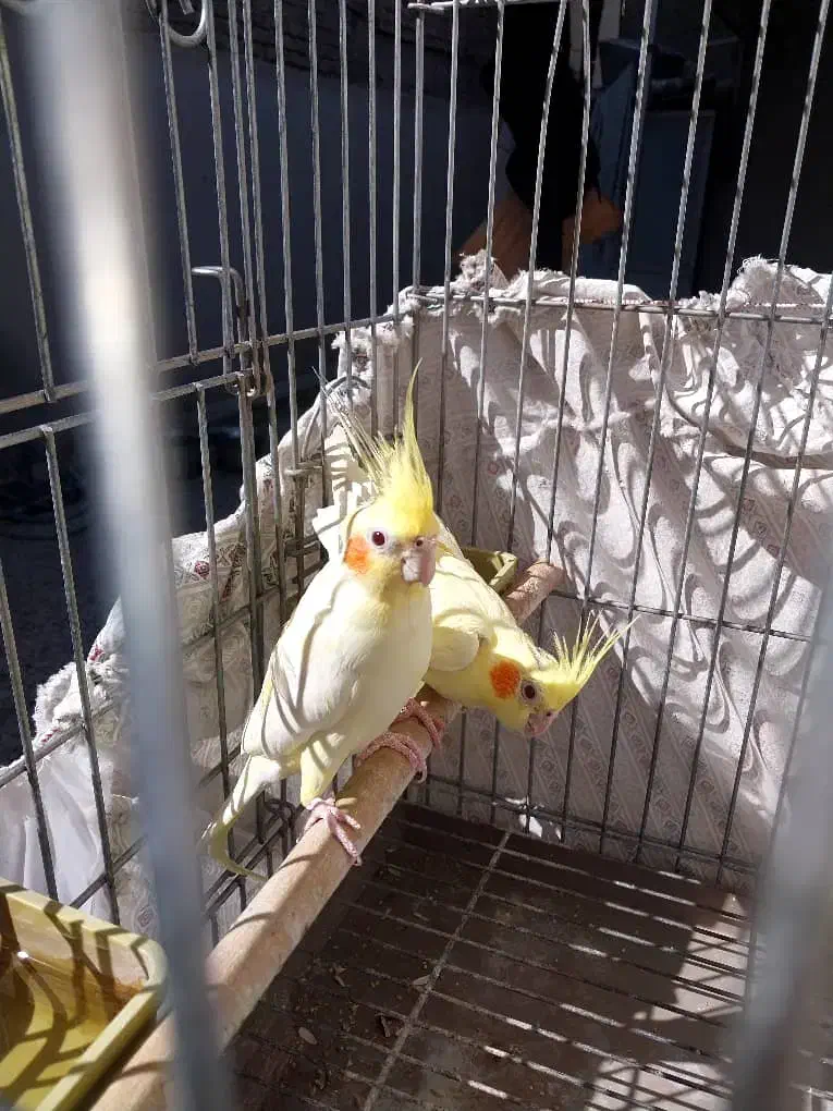 عروس هلندی|پرنده|شیراز, نیستان|دیوار