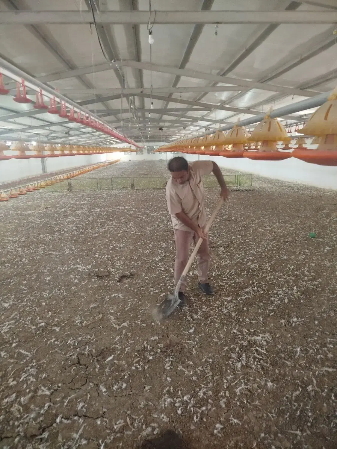 کود مرغی گوشتی|خدمات باغبانی و درختکاری|شهر بابک, |دیوار