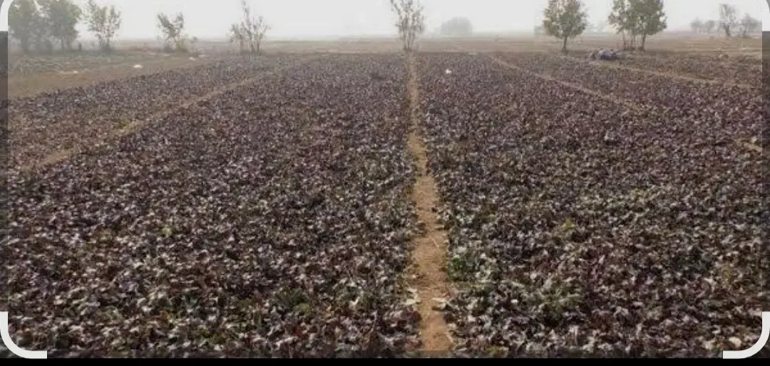 نیرو کار رو زمین برای لبو چینی و شلغم و سیبزمینی|استخدام صنعتی، فنی، مهندسی|فارسان, |دیوار