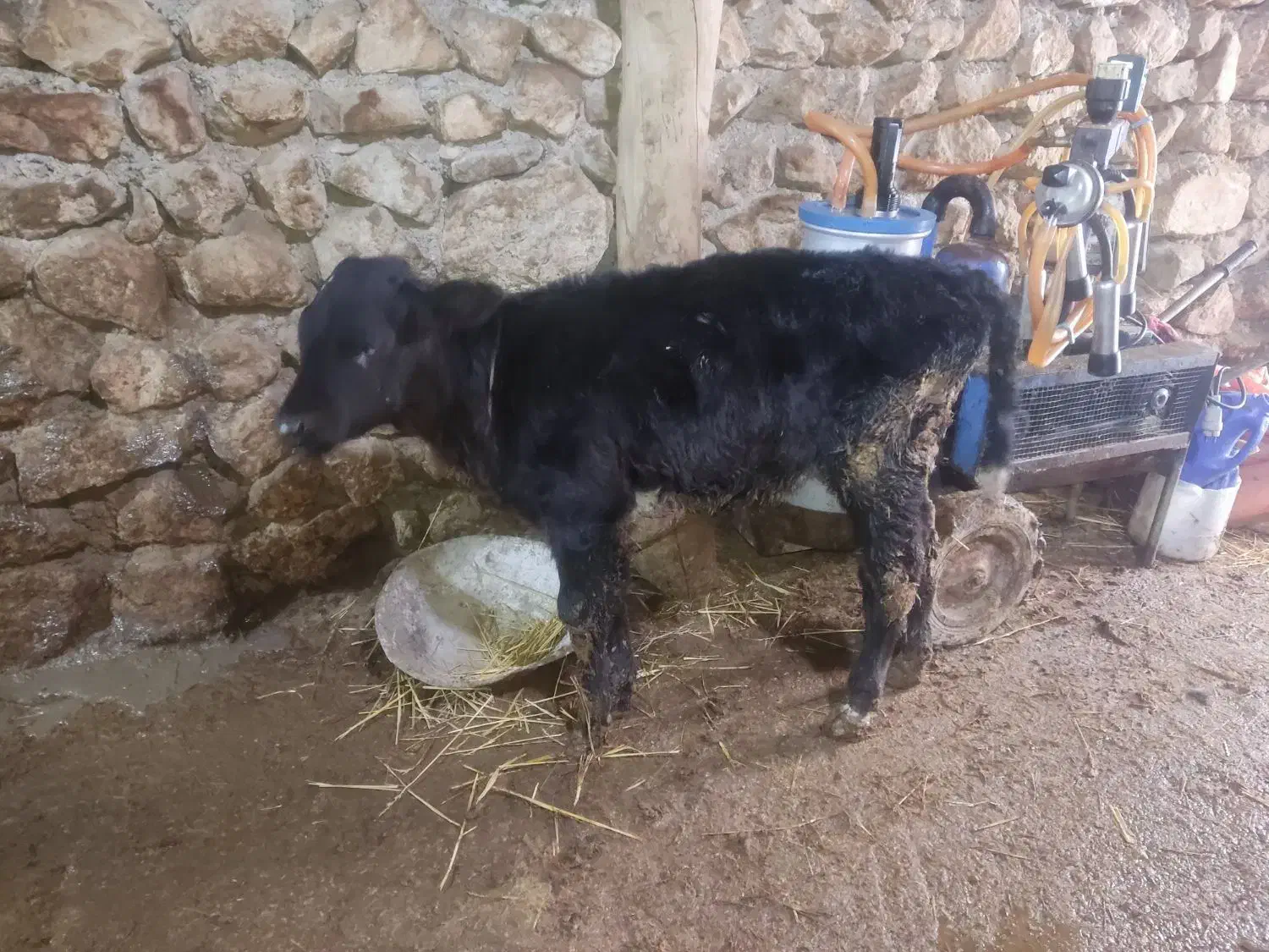 گاو با گوساله|حیوانات مزرعه|کالپوش, |دیوار